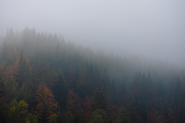 招金银楼的金子能买吗